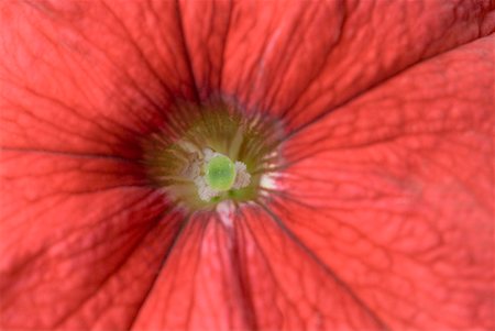 petunia - Close-up of a Petunia Foto de stock - Sin royalties Premium, Código: 630-01492295