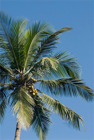 Low angle view of a palm tree Stock Photo - Premium Royalty-Free, Code: 630-01492490