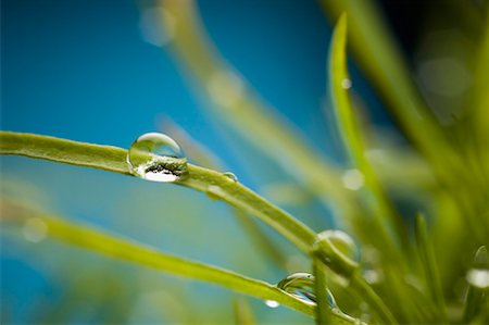 dew drops on grass - Close-up of water droplets on grass Stock Photo - Premium Royalty-Free, Code: 630-01709551