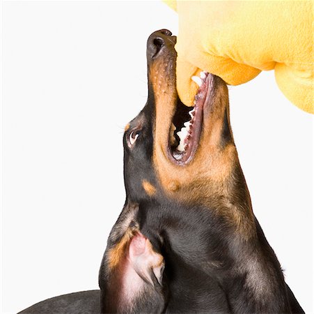 dobermann pinscher - Close-up of a Doberman Pinscher biting a cloth Foto de stock - Sin royalties Premium, Código: 630-01709673
