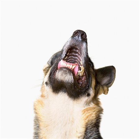perro guardián - Close-up of a German Shepherd raising its head to howl Foto de stock - Sin royalties Premium, Código: 630-01709685