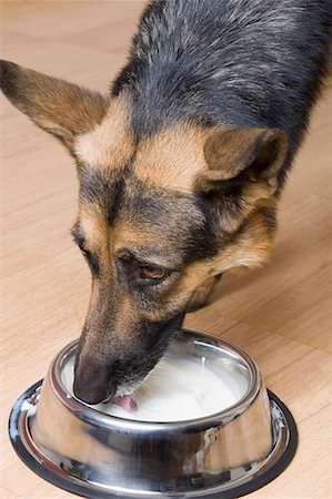 simsearch:630-01709709,k - Nahaufnahme der ein trinken Milch aus einer Schüssel Hund Schäferhund Stockbilder - Premium RF Lizenzfrei, Bildnummer: 630-01709725
