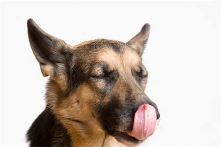 dog eyes - Close-up of a German Shepherd licking its nose Stock Photo - Premium Royalty-Free, Code: 630-01709727