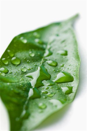Close-up of water droplets on a leaf Stock Photo - Premium Royalty-Free, Code: 630-01709755