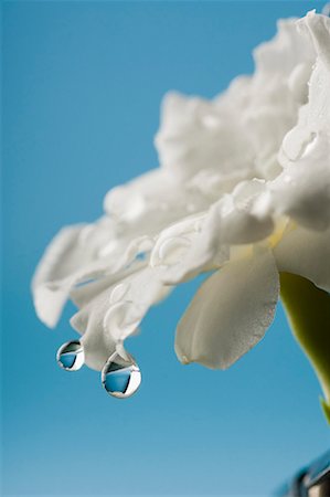 fresh flowers for water drops - Close-up of water droplets on a flower Foto de stock - Sin royalties Premium, Código: 630-01709765