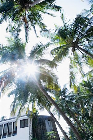 palm tree trunk - Low angle view of sunbeam radiating through palm trees Stock Photo - Premium Royalty-Free, Code: 630-01874900