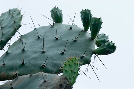 Gros plan d'un cactus Photographie de stock - Premium Libres de Droits, Code: 630-01876848