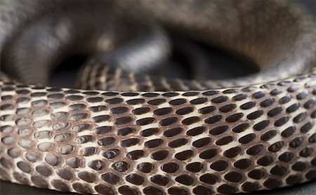 Close-up of a curled up cobra Stock Photo - Premium Royalty-Free, Code: 630-01877415
