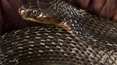 snake - Close-up of a cobra Stock Photo - Premium Royalty-Free, Code: 630-01877417