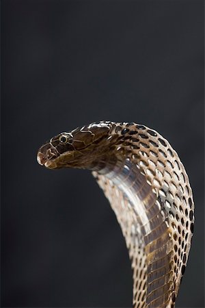 snake on black background - Close-up of a cobra Foto de stock - Sin royalties Premium, Código: 630-01877410