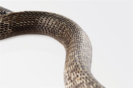 poisonous snake - Close-up of a cobra changing its skin Foto de stock - Sin royalties Premium, Código: 630-01877428