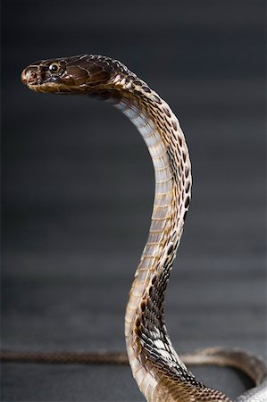 Close-up of a cobra Stock Photo - Premium Royalty-Free, Code: 630-01877422