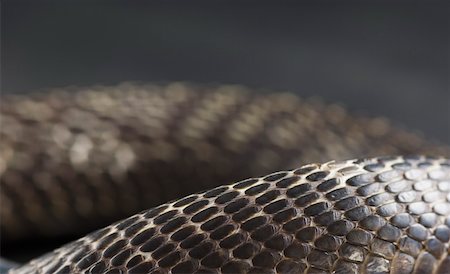 escama - Gros plan d'un cobra Photographie de stock - Premium Libres de Droits, Code: 630-01877423