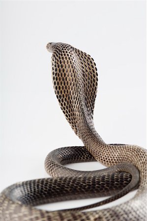 Close-up of a cobra Stock Photo - Premium Royalty-Free, Code: 630-01877430