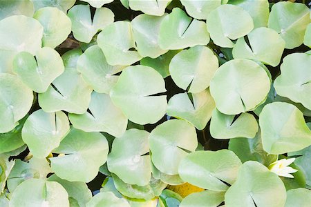 pond top view - High angle view of lily pads in a pond Stock Photo - Premium Royalty-Free, Code: 630-01872856