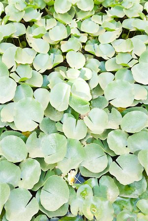 pond top view - High angle view of lily pads in a pond Foto de stock - Sin royalties Premium, Código: 630-01872857