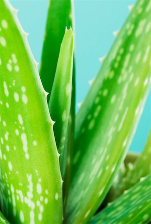 Close-up of an Aloe vera plant Stock Photo - Premium Royalty-Free, Code: 630-02219286