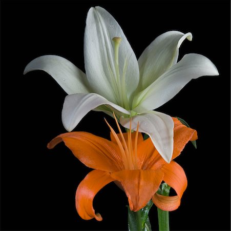 simsearch:630-02220165,k - Close-up of a white lily Stock Photo - Premium Royalty-Free, Code: 630-02219368