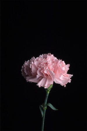 simsearch:630-02220165,k - Close-up of a pink chrysanthemum Stock Photo - Premium Royalty-Free, Code: 630-02219370