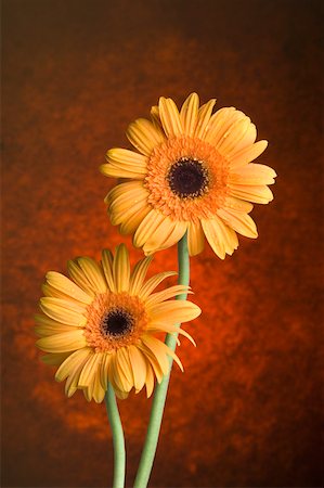 simsearch:630-02220165,k - Close-up of orange daisies Stock Photo - Premium Royalty-Free, Code: 630-02219382