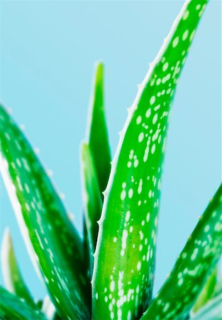 Close-up of an Aloe vera plant Stock Photo - Premium Royalty-Free, Code: 630-02219471