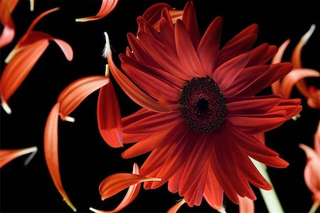 simsearch:630-02220165,k - Close-up of a red daisy with petals Stock Photo - Premium Royalty-Free, Code: 630-02219564
