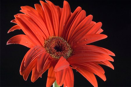 simsearch:630-02220165,k - Close-up of a red daisy Stock Photo - Premium Royalty-Free, Code: 630-02219569