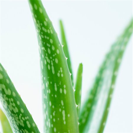 Close-up of an Aloe vera plant Stock Photo - Premium Royalty-Free, Code: 630-02219671