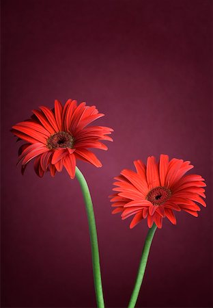 soft stem plants - Close-up of red daisies Stock Photo - Premium Royalty-Free, Code: 630-02219775