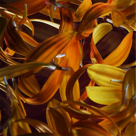 simsearch:630-02220165,k - Close-up of petals Stock Photo - Premium Royalty-Free, Code: 630-02219777