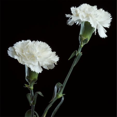 simsearch:630-02220165,k - Close-up of white flowers Stock Photo - Premium Royalty-Free, Code: 630-02219771