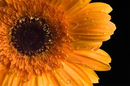 simsearch:630-02220165,k - Close-up of an orange daisy Stock Photo - Premium Royalty-Free, Code: 630-02220157
