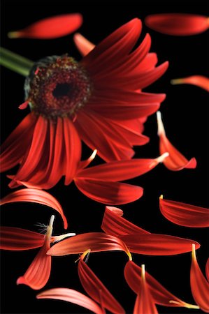 Close-up of a red daisy with petals Stock Photo - Premium Royalty-Free, Code: 630-02220165