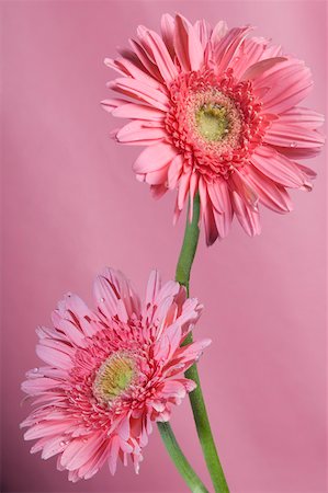 Close-up of pink daisies Stock Photo - Premium Royalty-Free, Code: 630-02220161