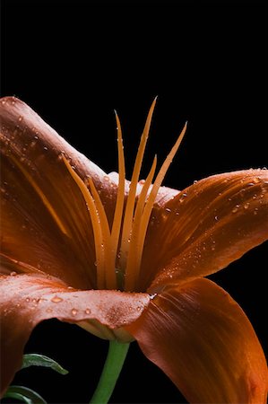 simsearch:630-02220165,k - Close-up of an orange lily Stock Photo - Premium Royalty-Free, Code: 630-02220348