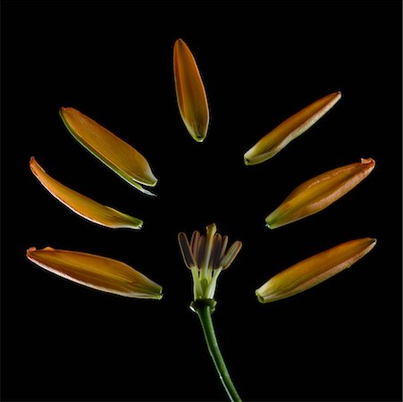 simsearch:630-02220165,k - Arranged petals and a stem of a flower Stock Photo - Premium Royalty-Free, Code: 630-02220354