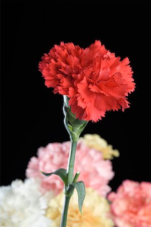 simsearch:630-02220165,k - Close-up of a red flower Stock Photo - Premium Royalty-Free, Code: 630-02220353
