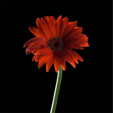 simsearch:630-02220165,k - Close-up of a red daisy Stock Photo - Premium Royalty-Free, Code: 630-02220555