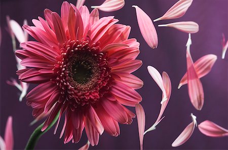 Close-up of a pink daisy with petals Stock Photo - Premium Royalty-Free, Code: 630-02220553