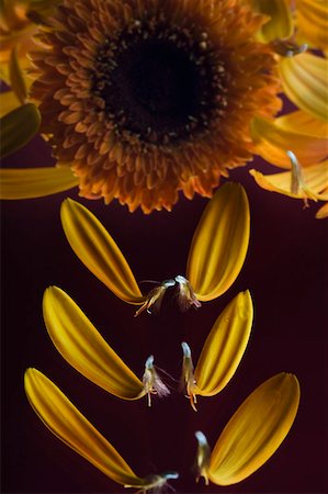 simsearch:630-02220165,k - Close-up of an orange daisy with petals Stock Photo - Premium Royalty-Free, Code: 630-02220562