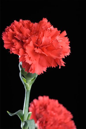 simsearch:630-02220165,k - Close-up of red flowers Stock Photo - Premium Royalty-Free, Code: 630-02220738
