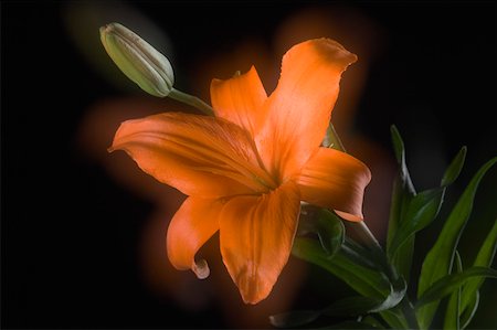 simsearch:630-02220165,k - Close-up of an orange lily with a bud Stock Photo - Premium Royalty-Free, Code: 630-02220731