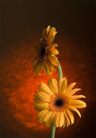 simsearch:630-02220165,k - Close-up of orange daisies Stock Photo - Premium Royalty-Free, Code: 630-02220744