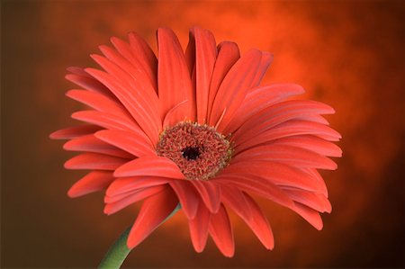 Close-up of a red daisy Stock Photo - Premium Royalty-Free, Code: 630-02220747