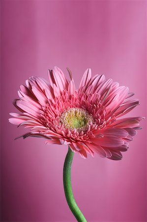 pink african daisy - Close-up of a pink daisy Stock Photo - Premium Royalty-Free, Code: 630-02220740