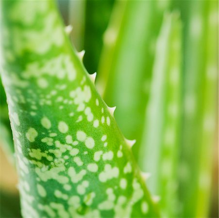 Gros plan d'une plante d'Aloe vera Photographie de stock - Premium Libres de Droits, Code: 630-02220831