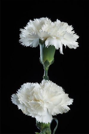 simsearch:630-02220165,k - Close-up of white flowers Stock Photo - Premium Royalty-Free, Code: 630-02221124