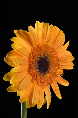 simsearch:630-02220165,k - Close-up of an orange daisy Stock Photo - Premium Royalty-Free, Code: 630-02221125