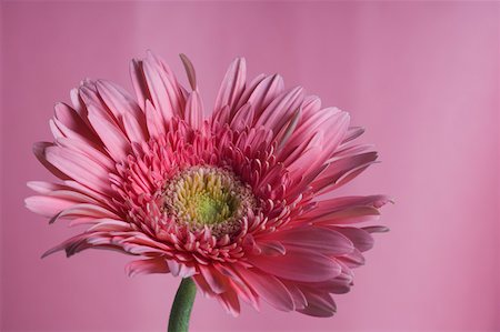 pink african daisy - Close-up of a pink daisy Stock Photo - Premium Royalty-Free, Code: 630-02221126