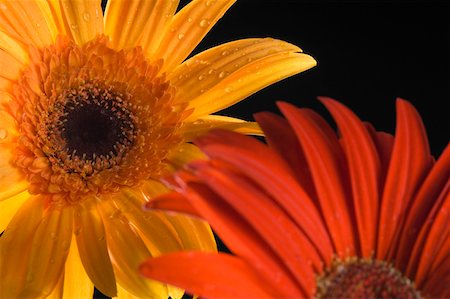 dimorphotheca - Close-up of daisies Stock Photo - Premium Royalty-Free, Code: 630-02221123